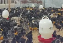 Beternak Ayam Kampung, Solusi Tingkatkan Ekonomi Warga Gorontalo