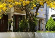 Halaman Rumah Lebih Hidup dengan Pohon Hias