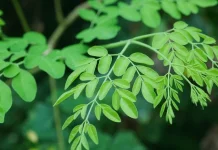 Rahasia Sehat dari Daun-Daunan Sekitar Kita