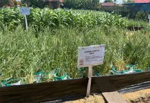 Gandum Diperkenalkan di PENAS, Petani Mulai Tertarik Budidaya