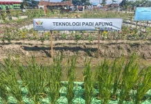 Teknologi Padi Apung jadi Solusi Sawah Rawan Banjir di Gorontalo