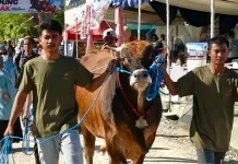 Kontes Sapi di PENAS XVII Dorong Peternak Hasilkan Sapi Berkualitas