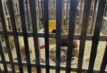 Unik dan Bernilai Tinggi, Ayam Brahma Pikat Pengunjung Penas