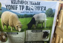 Domba Merino dan Dorper Jadi Primadona di Penas KTNA XVII