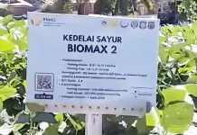 Edamame Berpotensi Dikembangkan di Gorontalo, Panen Lebih Cepat di Dataran Rendah
