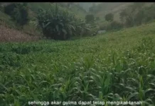 Waspada Bencana, Warga Gorut Diimbau Tak Tanam Jagung di Lereng