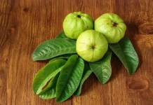 Mitos atau Fakta Daun Jambu Biji bisa Obati Sakit Gigi