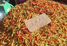 Update Info Pasar, Cek Harga Rica Hari ini