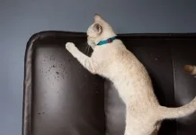 Kuku Kucing, Ancaman yang Terlupakan