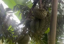 Ingin Durian Berbuah Lebat? Ini Cara Merawat Pohonnya dengan Benar