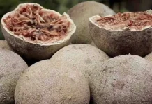 Inilah Manfaat Buah Kawista untuk Kesehatan