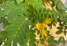 Daun Senna, Inilah Manfaatnya untuk Kesehatan