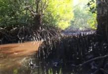Pohuwato Gelar Konsultasi Publik Rancang Perbup Mangrove