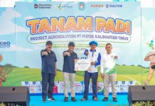 Pupuk Kaltim Dorong Produktivitas Padi lewat Program Agrosolution