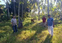 Mikson Yapanto Tinjau Perkembangan Bantuan Sapi di Omayuwa