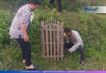 Cegah Tanaman Mati, Dinsosdukcapil Gorontalo Rawat Pohon di GORR