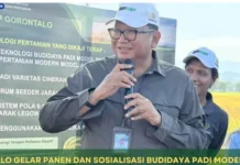 BRMP Gorontalo Panen Padi dan Sosialisasikan Model Pertanian Modern
