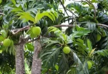 Manfaat Buah Sukun bagi Kesehatan Tubuh