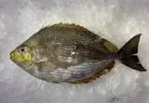 Manfaat Ikan Baronang bagi Tubuh