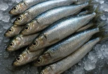 Ikan Sarden, Kecil Ukuran Kaya Manfaat