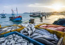 Pemprov Gorontalo Perkuat Rantai Pasok di Tengah Penurunan Hasil Tangkapan Ikan