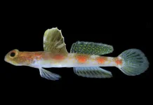 BRIN Temukan Spesies Baru Ikan Gobi Udang di Perairan Banyuwangi