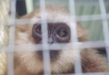 Gorontalo Akan Bahas Zoonosis akibat Perdagangan dan Konsumsi Satwa Liar