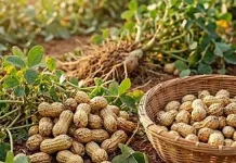 Kacang Tanah, Kecil namun Bergizi