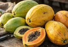 Pepaya Matang, Khasiatnya Berbeda