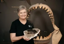 Megalodon Kembali "Muncul", Fosil Baru Ungkap Rahasianya