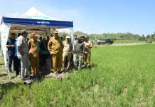 Hasil Cetak Sawah Memuaskan Petani Merasa Senang