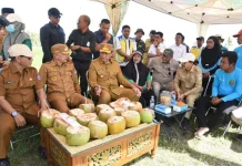 879 Hektar Program Cetak Sawah di Pohuwato Mulai Dimanfaatkan