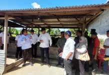 Program Strategis Gorontalo Dari Bibit Kelapa, Kakao hingga Sapi