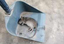 Bangkai Tikus di Jalan Picu Ancaman Leptospirosis