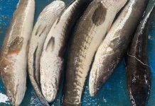 Ikan Gabus, Ketahui Kandungan Gizi DanManfaat