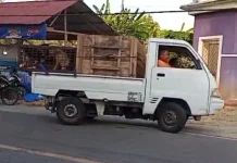 Tegakkan Pergub Rabies, Disnakbun Kembalikan 20 Ekor Anjing Asal Toli-Toli
