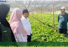 BRMP Gorontalo Kawal Kesiapan Bibit Kakao di Boalemo