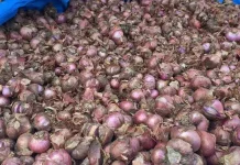 Manfaat Bawang Merah untuk Kesehatan Tubuh,