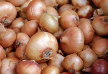 Manfaat Bawang Bombai bagi Kesehatan Tubuh