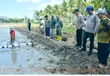 Lahan Tidur Pohuwato Mulai Kembali Jadi Sawah