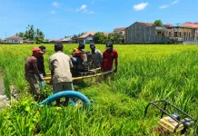 Cegah Gagal Panen akibat Kekeringan UPTD Balintan Lakukan Pompanisasi