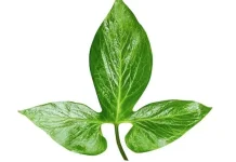 Manfaat Daun Pegagan untuk Kesehatan Kulit