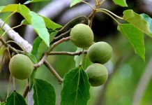 Seka Keak, Permainan Tradisional Bengkulu saat Musim Kemiri