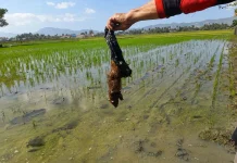 Tikus Terdeteksi di Umur 13 HST, POPT dan Petani PM AAS Bergerak Cepat