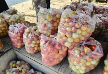 Harga Tomat Masih Murah, Harga Rica Mulai Turun di Pasar Kayubulan