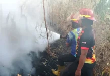 Alarm Kebakaran Lahan, BPBD Gorontalo Catat 77 Kejadian