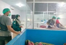 Diskumperindag Gorontalo Verifikasi CV Tsukiji Fresh Indo untuk Akses SKA