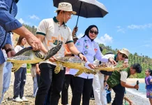 PLN Perkuat Konservasi Penyu dan UMK Desa Dunu