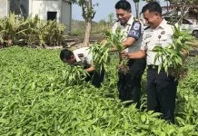 Lapas Pohuwato Panen Kangkung, Bekali Warga Binaan