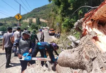 Pohon Tumbang Hambat Trans Sulawesi, Polairud Polda Gorontalo Bergerak Cepat